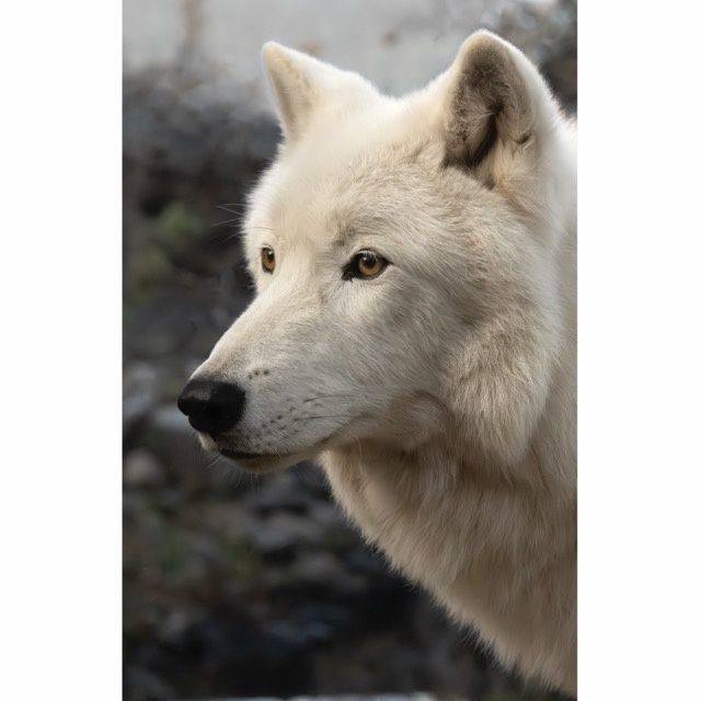 Grayson Benevolent Leader Greeting Card