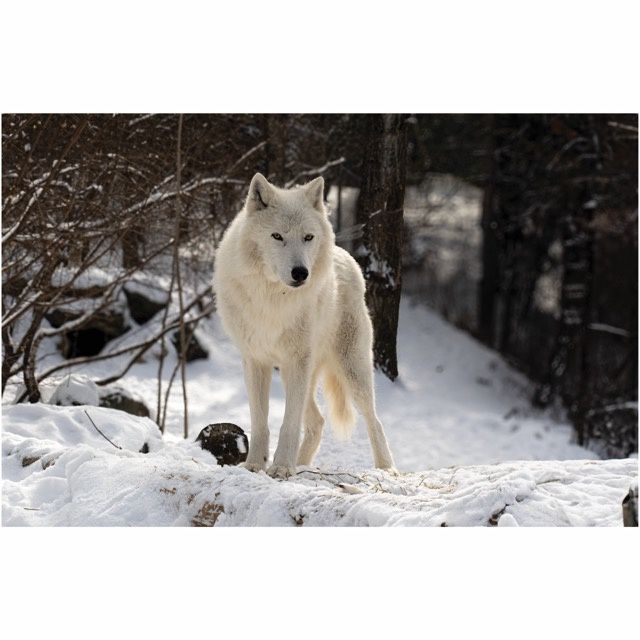 Grayson Arctic Greeting Card