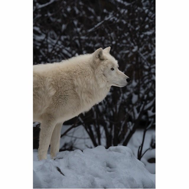 Grayson Sentry Greeting Card