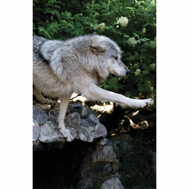 Rieka Flower Petals Greeting Card