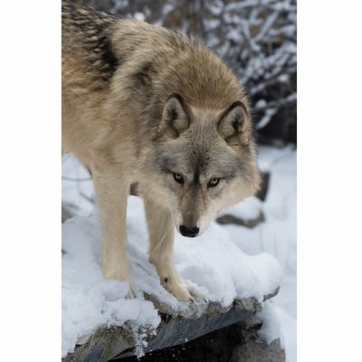 Rieka Approach Greeting Card