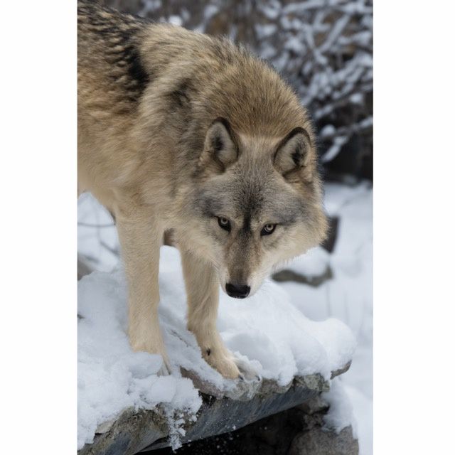 Rieka Approach Greeting Card