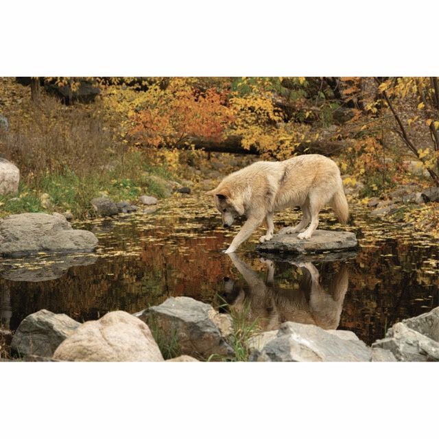 Blackstone Toe Dip Greeting Card