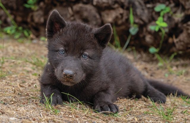 Rowan First Day Greeting Card