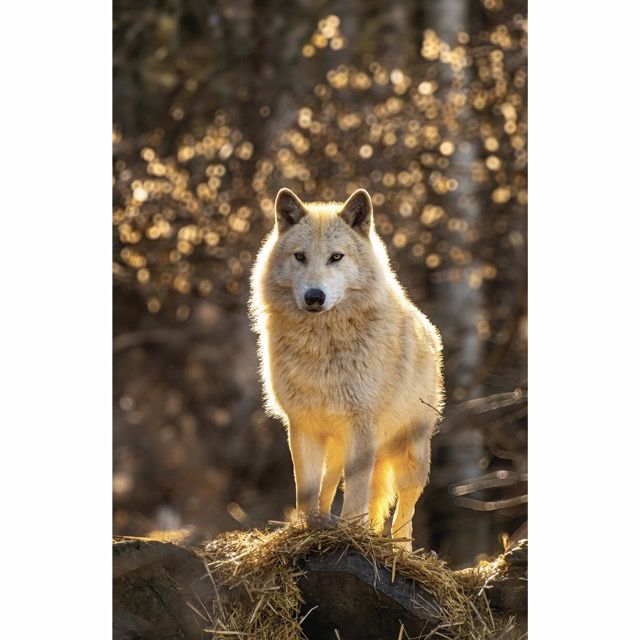 Blackstone Halo Greeting Card