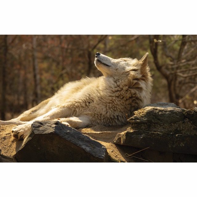 Blackstone Solare Greeting Card