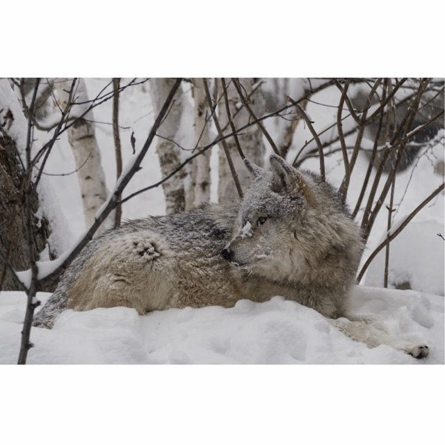 Rieka Snow Face Greeting Card