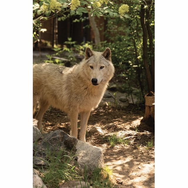 Caz Attentive Greeting Card