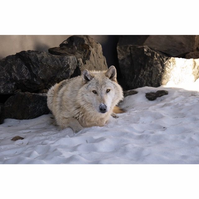 Caz Watchful Greeting Card