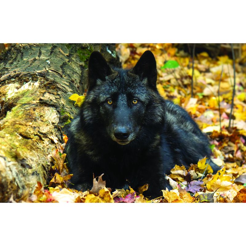 Cedar Autumn Leaves Greeting Card