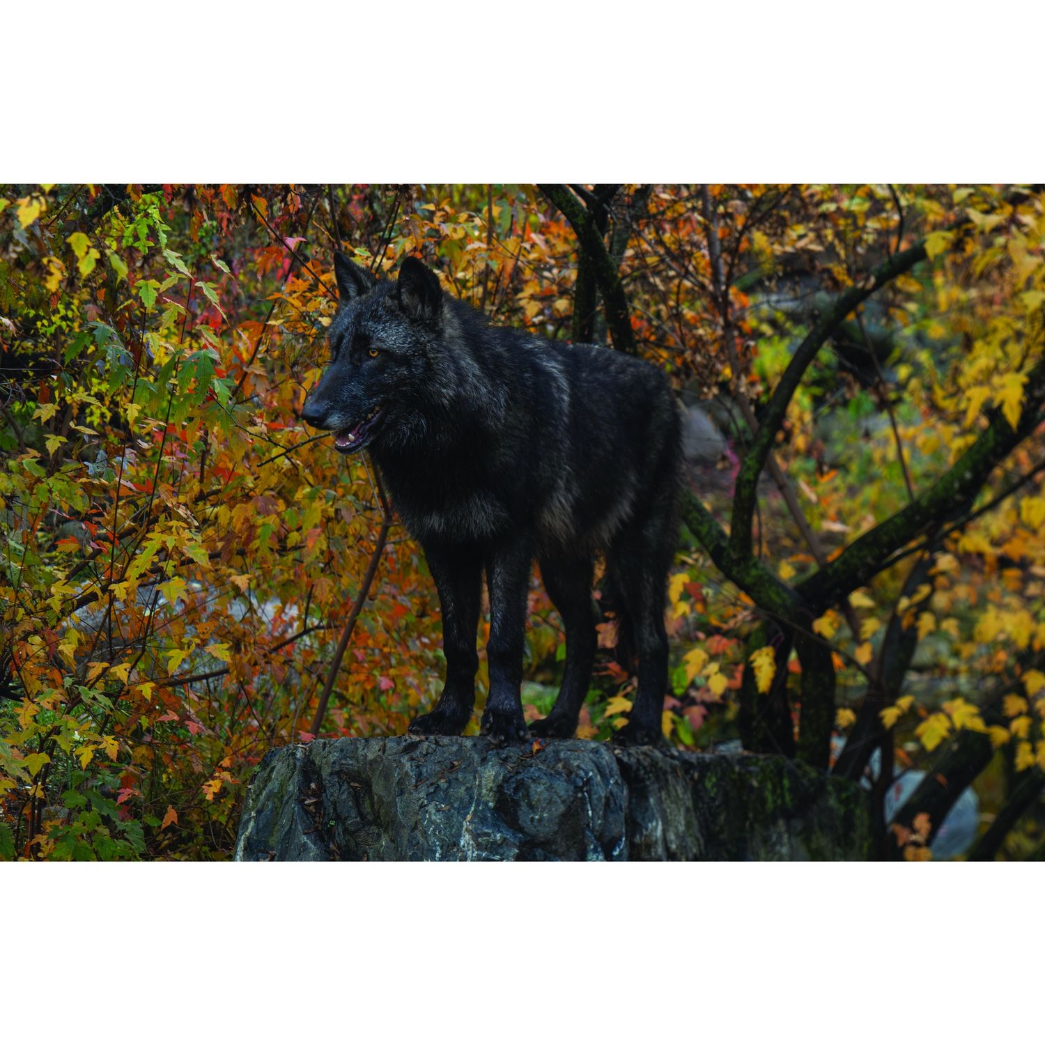 Rowan Greeting Rock Greeting Card