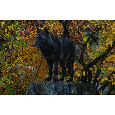 Rowan Greeting Rock Greeting Card