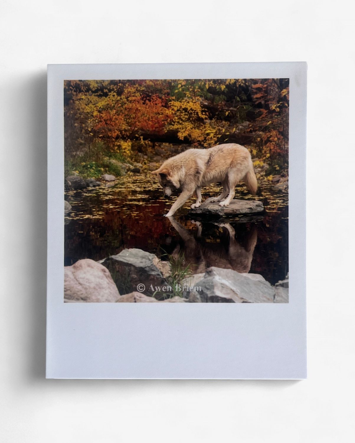 InstaPrint - Blackstone Paw Reflection