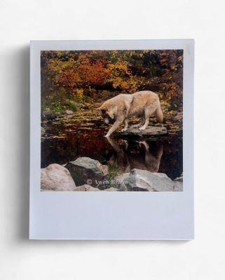 InstaPrint - Blackstone Paw Reflection