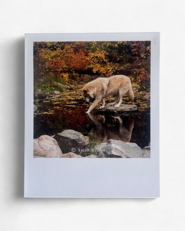 InstaPrint - Blackstone Paw Reflection