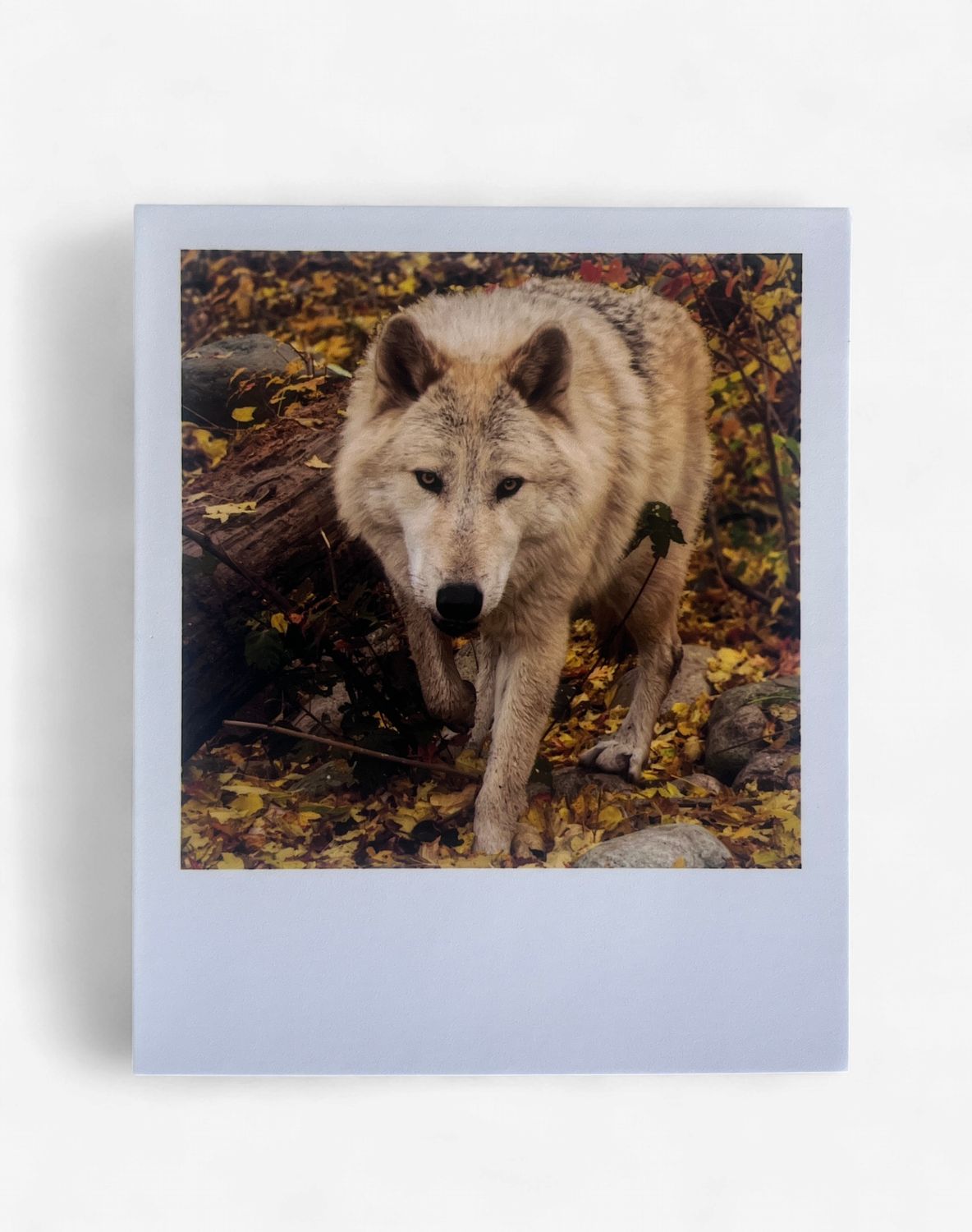 InstaPrint - Caz Approach