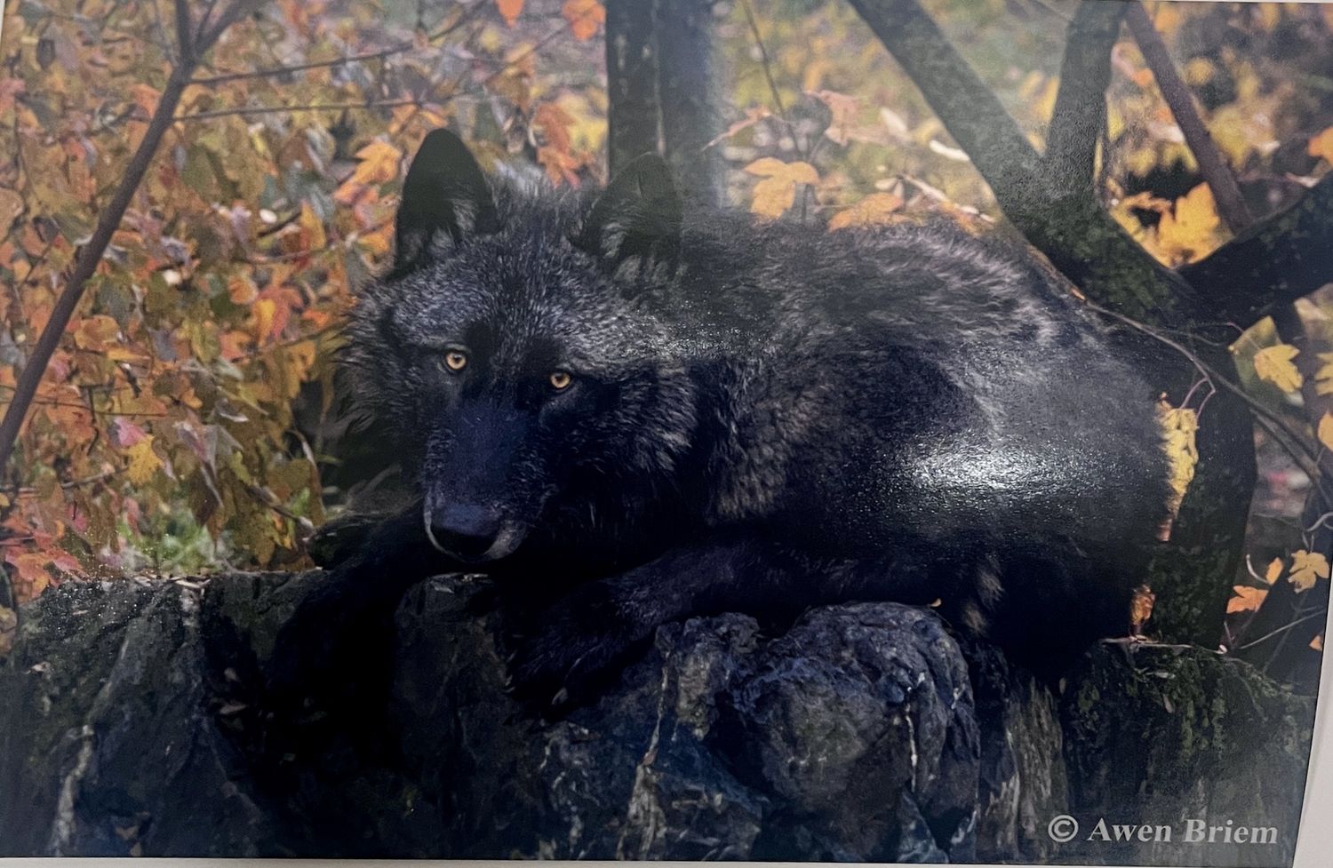 Postcard - Rowan