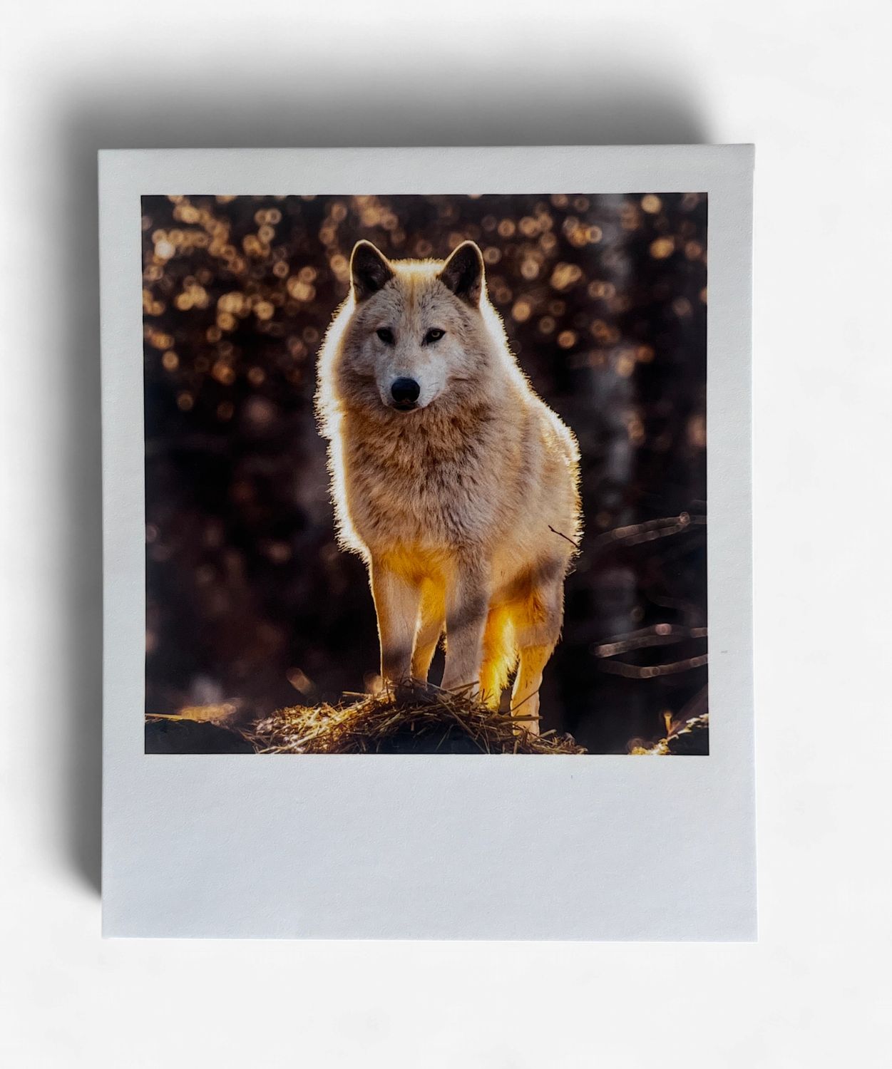 InstaPrint Blackstone Halo