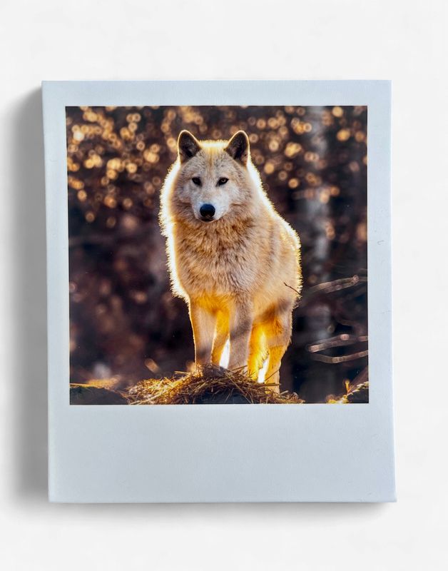 InstaPrint Blackstone Halo