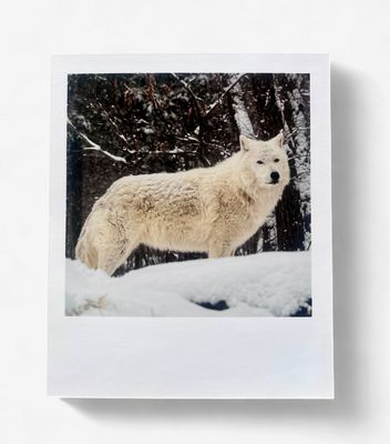 InstaPrint Grayson Winter Gaze