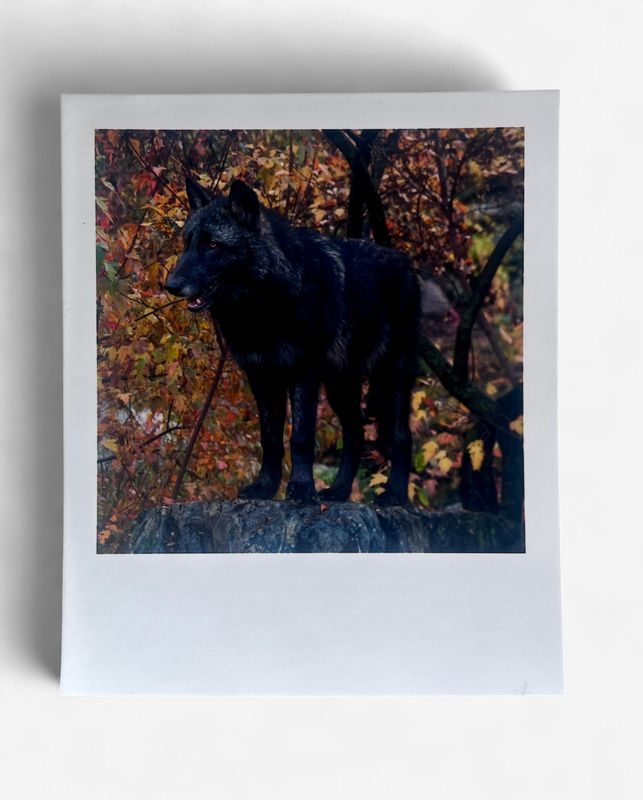 InstaPrint Rowan Greet Rock Stand