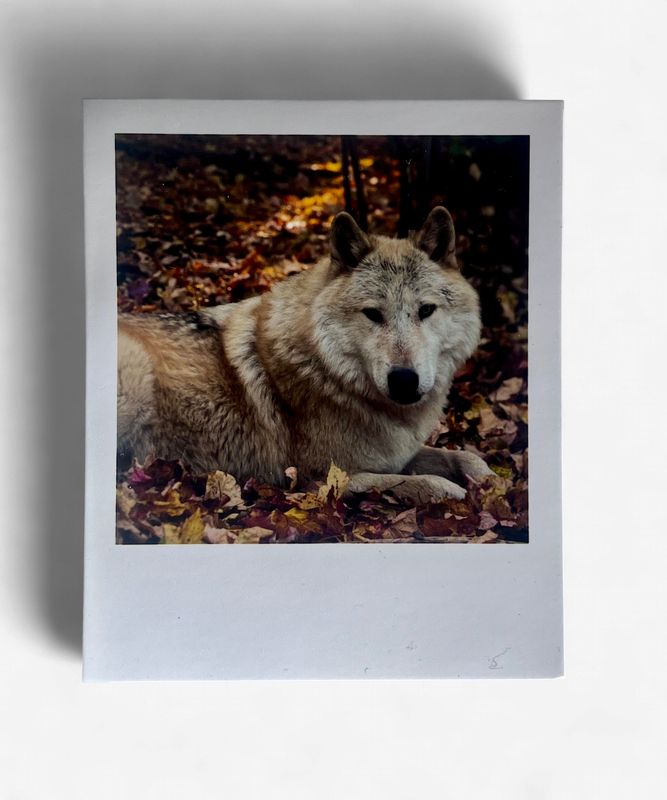 InstaPrint Caz Autumn Leaves