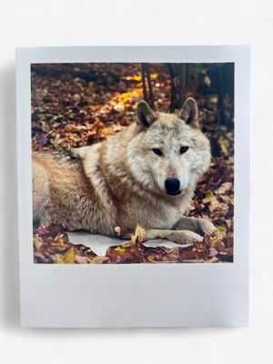 InstaPrint Caz Autumn Leaves