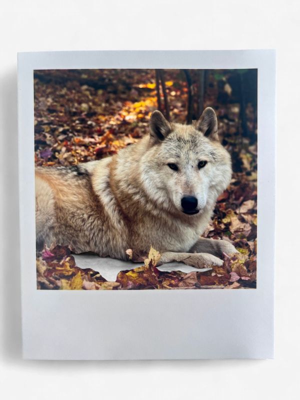 InstaPrint Caz Autumn Leaves