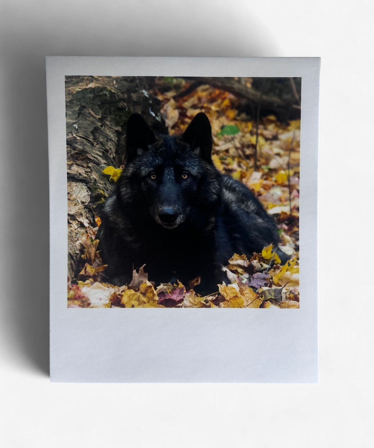 InstaPrint Cedar Autumn Leaves