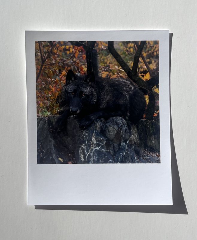 InstaPrint Rowan Greet Rock Lay