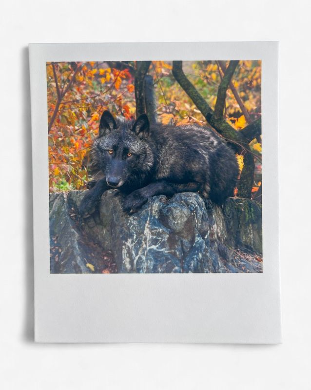 InstaPrint Rowan Greet Rock Lay