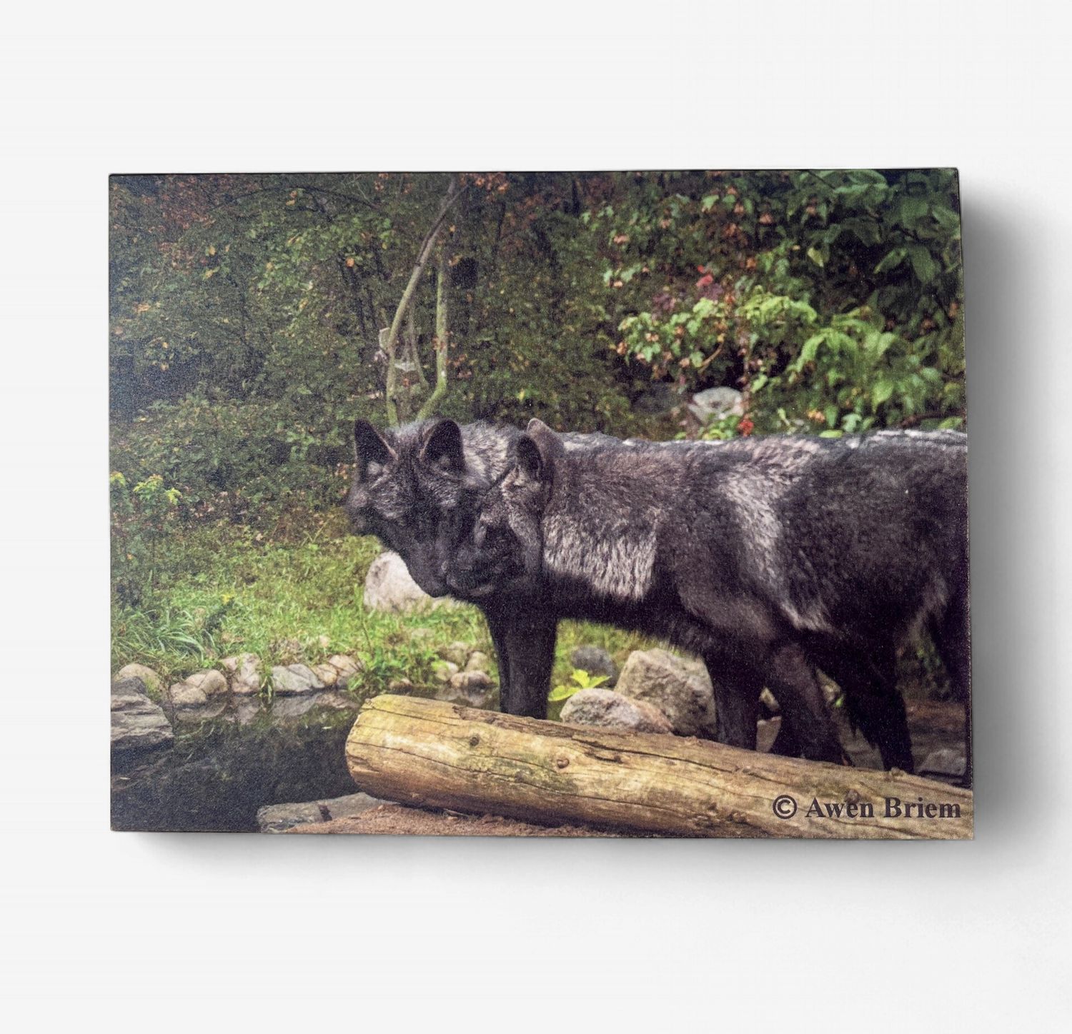 Cedar and Rowan Greeting Card