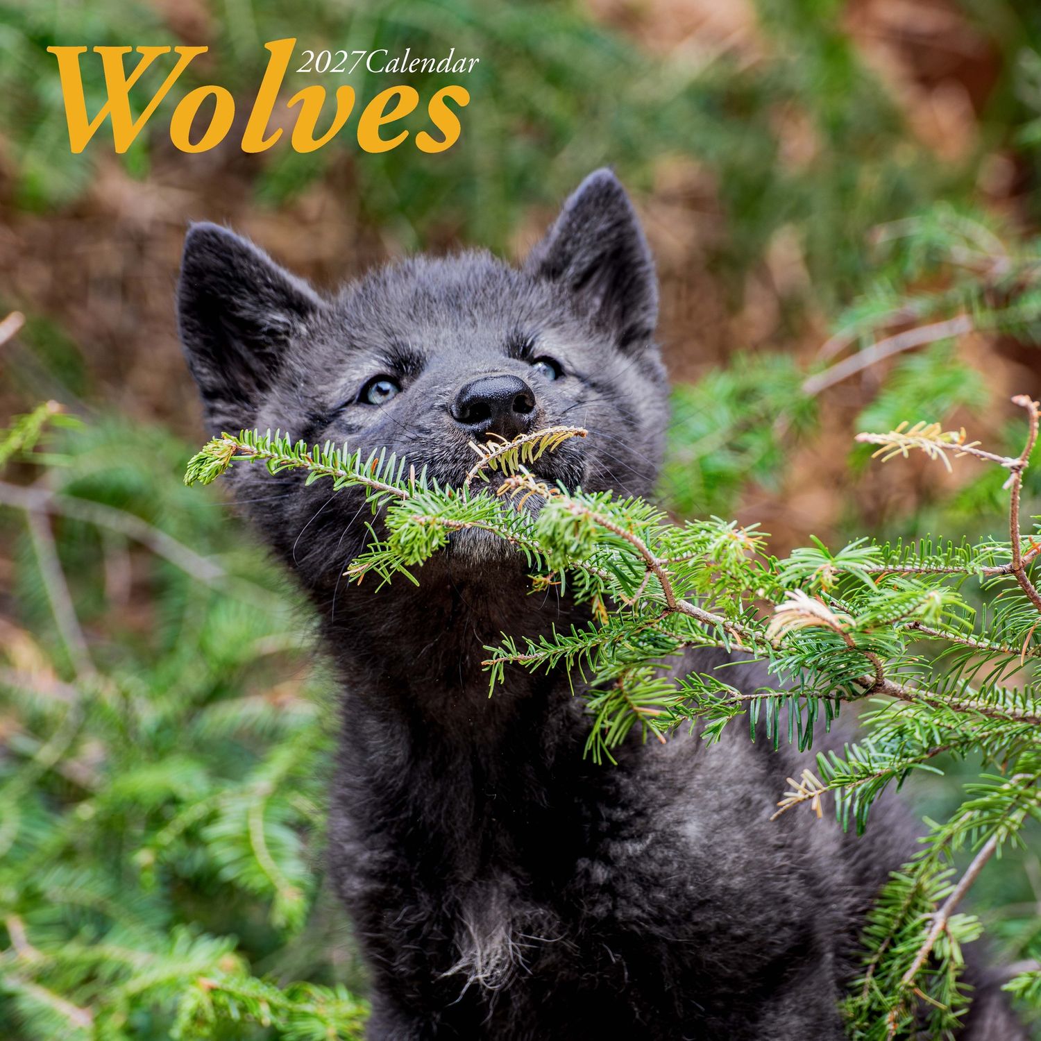 2027 Wolf Calendar - Perfectly Imperfect Edition