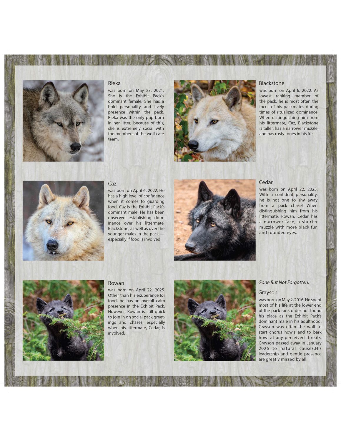 2027 Wolf Calendar - Perfectly Imperfect Edition
