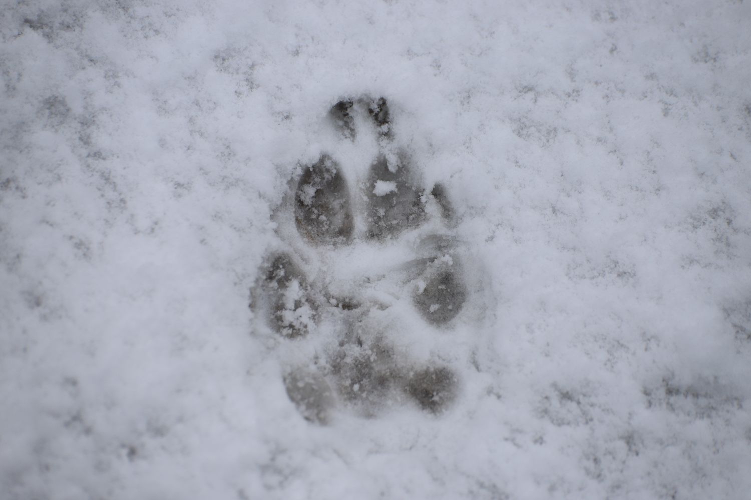 Postcard - Paw Print