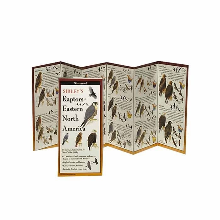 SIBLEY&#39;S RAPTORS OF EASTERN NA