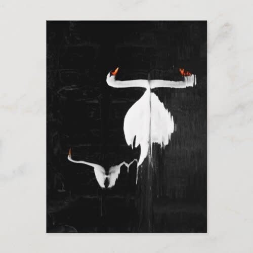 Swan Reflection Postcard