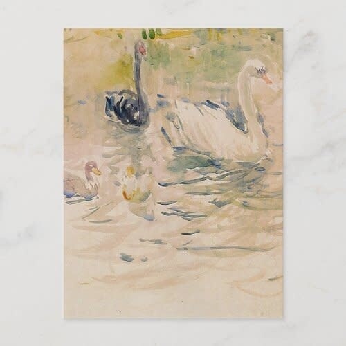 Swans Postcard