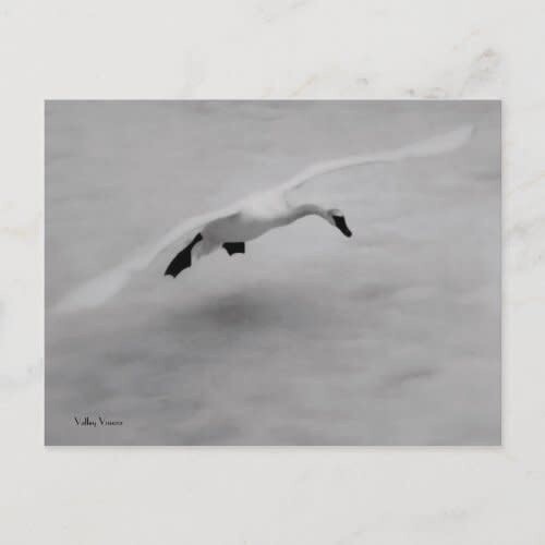 Swan Takes Off Postcard
