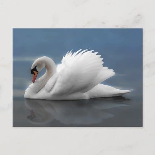 White Swan Postcard