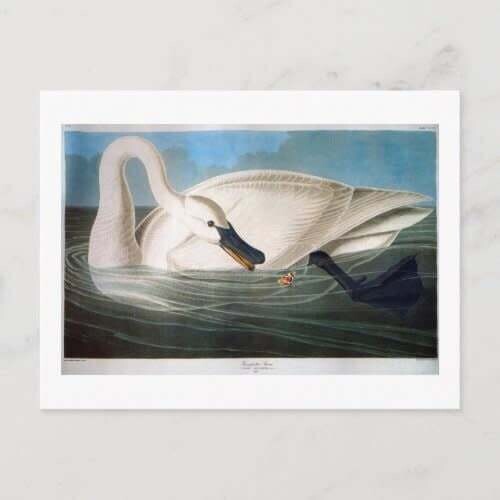 Trumpeter Swan Postcard