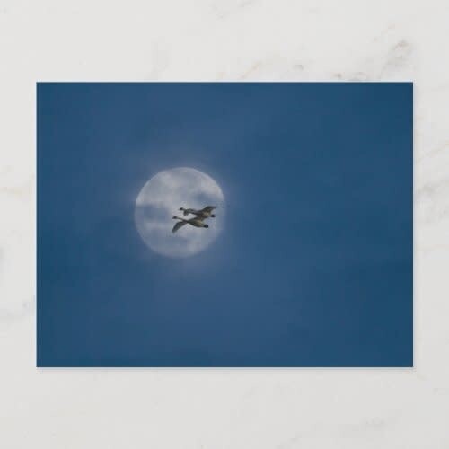 Trumpeter Swans over Winter Postcard