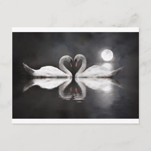 Swan Romance Postcard