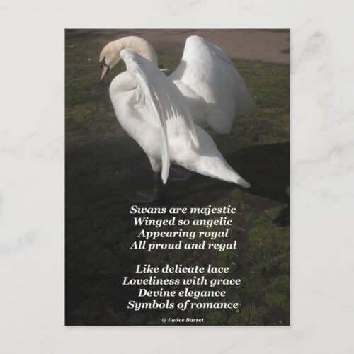 Swans are Majestic Poem Postcard