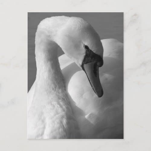 Swan Black &amp; White Postcard