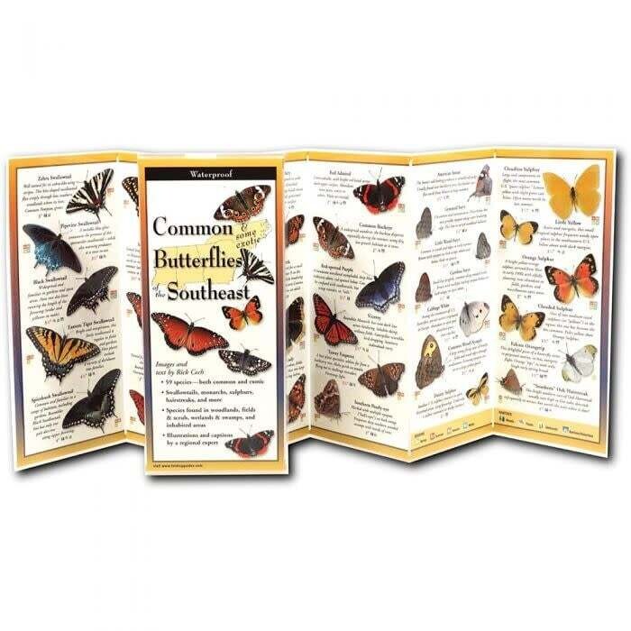 Butterflies Southeast Guide Rich Cech