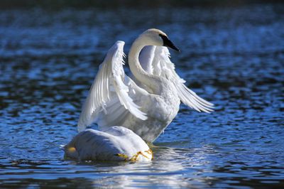 Trumpeter Swans