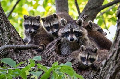 Wildlife