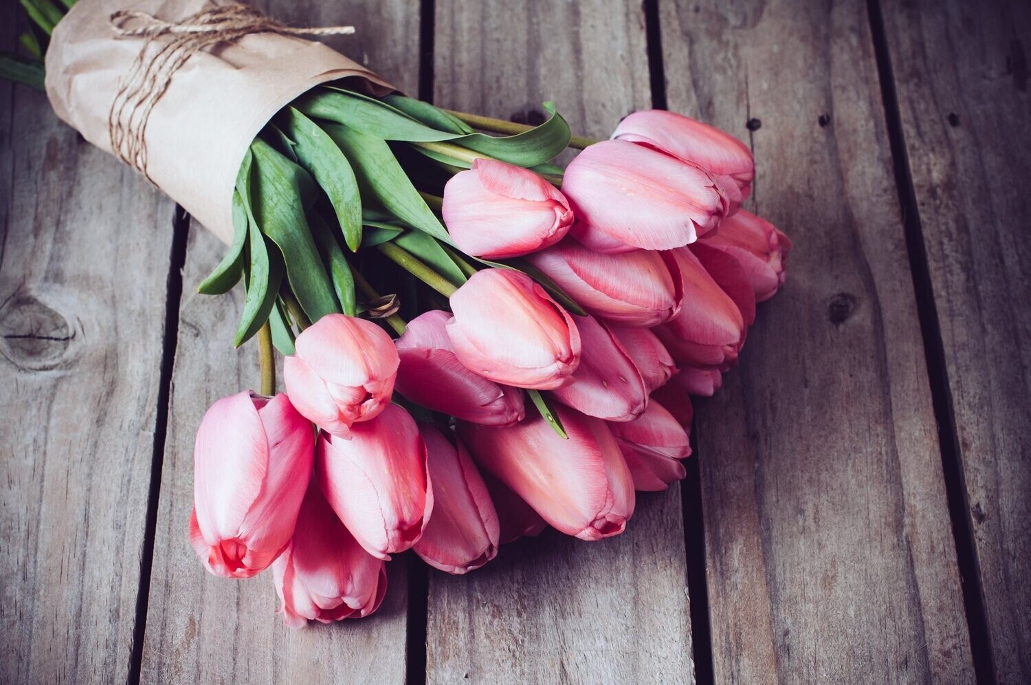 Tulip Tranquility