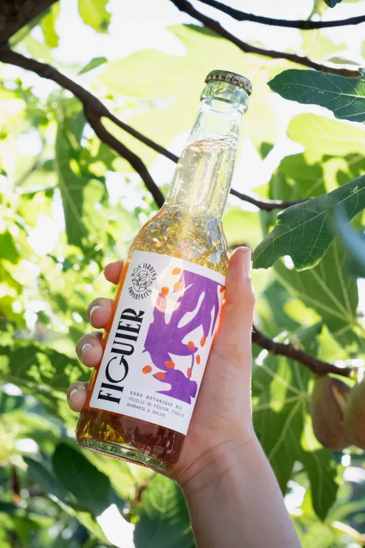 Soda FIGUIER feuilles de figuier, figues de Barbarie &amp; verjus, bouteille 33 cl - FRANCE
